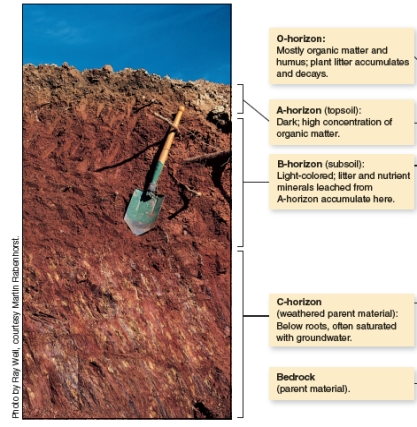 The figure (A)below shows a generalized soil profile. Explain what a soil profile is then apply this information to compare and contrast the soil profile in the two photographs (B and C)below. A B C
