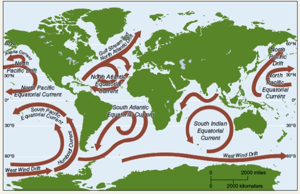 <strong>From the figure below interpret the basic pattern of ocean currents and identify the reason why it is so.  </strong> A)The main ocean current flows south from the poles toward the equator partly due to the variations in density of seawater. B)The main ocean current flows clockwise in the Northern Hemisphere and counterclockwise in the Southern Hemisphere partly due to the ocean conveyor belt. C)The main ocean current flow counterclockwise in the Northern Hemisphere and clockwise in the Southern Hemisphere partly due to gyres. D)The main ocean current flow clockwise in the Northern Hemisphere and counterclockwise in the Southern Hemisphere partly due to the Coriolis effect. <div style=padding-top: 35px> 