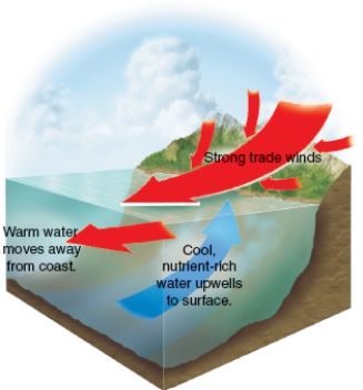 <strong>What is the phenomenon indicated by the blue arrow in the figure below?  </strong> A)La Niña B)Ocean Gyres C)Trade Winds D)Upwelling <div style=padding-top: 35px> 