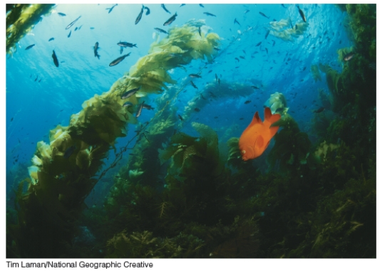 <strong>This underwater meadow of kelp grasses is representative of which of the following?  </strong> A)Bathyal zone B)Neritic province C)Oceanic province D)Pelagic environment <div style=padding-top: 35px> 