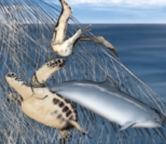 <strong>The photograph below illustrates ___, one of the main problems with modern commercial fishing.  </strong> A)aquaculture B)bycatch C)invasive species D)overfishing <div style=padding-top: 35px> 