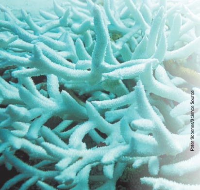 <strong>Why are the coral shown in this photograph white?  </strong> A)All of the coral polyps are open and gathering food. B)These corals have been overgrazed by predators. C)These corals have lost their zooxanthellae. D)These corals have contracted a fungal disease. <div style=padding-top: 35px> 