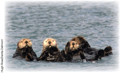 Explain the decline in populations of animals shown below. What is believed to be causing it? How is it impacting the ecosystem?  <div style=padding-top: 35px> 