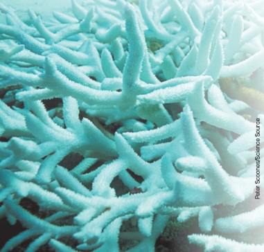 What does the white area on this reef indicate? Discuss possible causes for this development and the ecological impact of this process.  <div style=padding-top: 35px> 