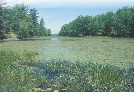 <strong>Which of the following BEST describes the body of water in this picture? </strong> A)Nutrient poor lake B)Oligotrophic lake C)Eutrophic lake D)Deep lake with low dissolved oxygen