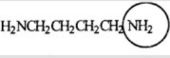 <strong>Putrescine is produced during the decay and protein breakdown of meats and is responsible for some of the odor found in them. Identify the functional group circled. </strong> A) Aldehyde B) Ketone C) Amide D) Nitrile E) Amine