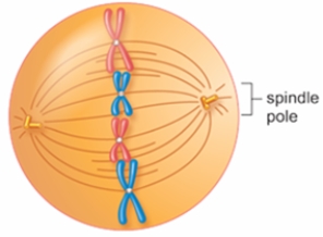 <strong>The figure below shows a cell in the mitotic stage of </strong> A) anaphase. B) interphase. C) metaphase. D) prophase. E) telophase.