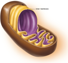<strong>What does the folding of the mitochondrial inner membrane, shown here, provide? </strong> A) increased surface area for light absorption B) increased surface area for photosynthesis C) greater ability to remove waste from the cell D) greater surface area for ATP production E) increased space for protein synthesis