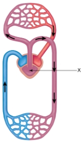 <strong>In the figure shown here, the blood in the chamber indicated by the arrow marked with X </strong> A) is a mixture of O <sub>2</sub>-poor and O <sub>2</sub>-rich blood. B) is poor in oxygen. C) is rich in oxygen. D) will all be pumped to the lungs. E) will all be pumped to the systemic capillaries of the body.