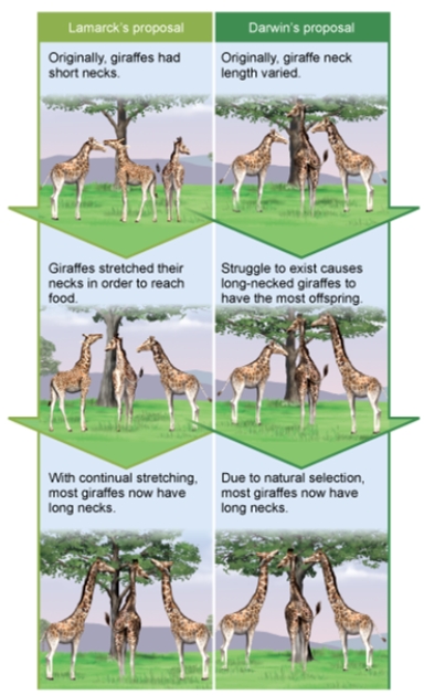<strong>Interpreting this figure, which of the following is a similarity between Lamarck's proposal for evolution and Darwin's proposal? </strong> A) Both scenarios begin with a population of giraffes that contains variation. B) Both scenarios expose the giraffes to an environmental pressure (or challenge). C) Both scenarios involve only an individual, not a population. D) Both scenarios involve differential reproductive success. E) Both scenarios involve giraffes of equal fitness.