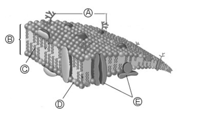 <strong>Answer the question(s)that follow about the diagram shown below. All of the following are insoluble in water except ________.</strong> A)glyceryl tripalmitate B)carnauba wax C)cholesterol D)oleic acid E)acetic acid