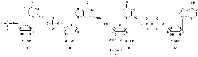<strong>Which nucleotides are named correctly? </strong> A) I, III B) II, III C) III, IV D) II, IV
