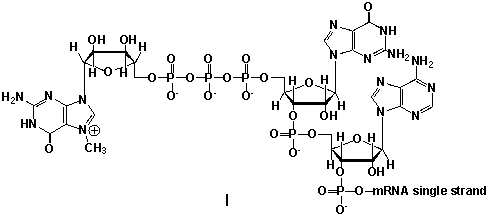 <strong>Messenger ribonucleic acid (mRNA) is a single RNA strand encoding a blueprint for an amino acid sequence (e.g. a protein, after folding and posttranslational modification). The brief existence of an mRNA macromolecule begins with transcription and ends in enzymatic hydrolysis to ribonucleotides. Whereas mRNA is basically ready to use after transcription in non-eukaryotes, eukaryotic mRNA requires extensive processing. In the process called 5'cap addition, a modified 7-methylguanosine ribonucleotide is added via an unusual 5' to 5' triphosphate linkage. What is the chemical structure of the 5'-end of the mRNA strand after capping? </strong> A) I B) II C) III D) IV