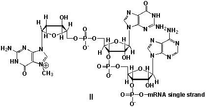 <strong>Messenger ribonucleic acid (mRNA) is a single RNA strand encoding a blueprint for an amino acid sequence (e.g. a protein, after folding and posttranslational modification). The brief existence of an mRNA macromolecule begins with transcription and ends in enzymatic hydrolysis to ribonucleotides. Whereas mRNA is basically ready to use after transcription in non-eukaryotes, eukaryotic mRNA requires extensive processing. In the process called 5'cap addition, a modified 7-methylguanosine ribonucleotide is added via an unusual 5' to 5' triphosphate linkage. What is the chemical structure of the 5'-end of the mRNA strand after capping? </strong> A) I B) II C) III D) IV