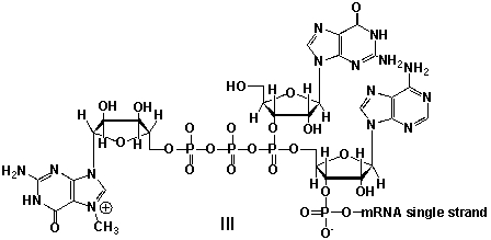 <strong>Messenger ribonucleic acid (mRNA) is a single RNA strand encoding a blueprint for an amino acid sequence (e.g. a protein, after folding and posttranslational modification). The brief existence of an mRNA macromolecule begins with transcription and ends in enzymatic hydrolysis to ribonucleotides. Whereas mRNA is basically ready to use after transcription in non-eukaryotes, eukaryotic mRNA requires extensive processing. In the process called 5'cap addition, a modified 7-methylguanosine ribonucleotide is added via an unusual 5' to 5' triphosphate linkage. What is the chemical structure of the 5'-end of the mRNA strand after capping? </strong> A) I B) II C) III D) IV