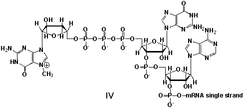 <strong>Messenger ribonucleic acid (mRNA) is a single RNA strand encoding a blueprint for an amino acid sequence (e.g. a protein, after folding and posttranslational modification). The brief existence of an mRNA macromolecule begins with transcription and ends in enzymatic hydrolysis to ribonucleotides. Whereas mRNA is basically ready to use after transcription in non-eukaryotes, eukaryotic mRNA requires extensive processing. In the process called 5'cap addition, a modified 7-methylguanosine ribonucleotide is added via an unusual 5' to 5' triphosphate linkage. What is the chemical structure of the 5'-end of the mRNA strand after capping? </strong> A) I B) II C) III D) IV