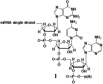 <strong>Whereas mRNA is basically ready to use after transcription in non-eukaryotes, eukaryotic mRNA requires extensive processing (see question 21). In the process called polyadenylation a poly(A) tail is added to the 3'end of the mRNA strand (approx. 250 adenosine residues). What is the chemical structure of the 3'-end of the mRNA strand after polyadenylation? </strong> A) I B) II C) III D) IV