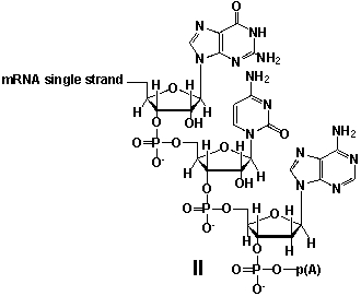 <strong>Whereas mRNA is basically ready to use after transcription in non-eukaryotes, eukaryotic mRNA requires extensive processing (see question 21). In the process called polyadenylation a poly(A) tail is added to the 3'end of the mRNA strand (approx. 250 adenosine residues). What is the chemical structure of the 3'-end of the mRNA strand after polyadenylation? </strong> A) I B) II C) III D) IV