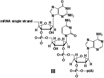 <strong>Whereas mRNA is basically ready to use after transcription in non-eukaryotes, eukaryotic mRNA requires extensive processing (see question 21). In the process called polyadenylation a poly(A) tail is added to the 3'end of the mRNA strand (approx. 250 adenosine residues). What is the chemical structure of the 3'-end of the mRNA strand after polyadenylation? </strong> A) I B) II C) III D) IV
