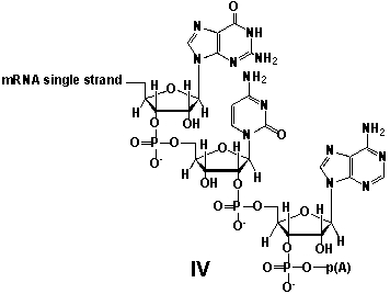 <strong>Whereas mRNA is basically ready to use after transcription in non-eukaryotes, eukaryotic mRNA requires extensive processing (see question 21). In the process called polyadenylation a poly(A) tail is added to the 3'end of the mRNA strand (approx. 250 adenosine residues). What is the chemical structure of the 3'-end of the mRNA strand after polyadenylation? </strong> A) I B) II C) III D) IV