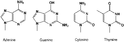 Streptozotocin is a naturally occurring chemical that is especially toxic to the insulin-producing beta cells of the pancreas in mammals. Streptozotocin is a glucosamine-nitrosourea compound. It is generally alkylating to the DNA bases. What are the structures of all four bases after mono-methylation? Streptozotocin