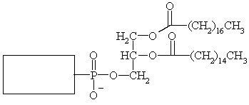 Complete the structure of the phospholipid below.