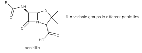  <strong>Penicillins derived from Penicillium fungi were the first available  \beta -lactam antibiotics, which inhibit the biosynthesis of the peptidoglycan layer of bacterial cell walls. Which detail of the structure of penicillin is the lactam-unit?    </strong> A) I B) II C) III D) IV <div style=padding-top: 35px>  