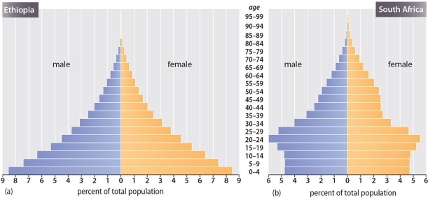 <strong>Which of the following statements is TRUE regarding the population pyramids of Ethiopia and South Africa? </strong> A)South Africa has a younger population than Ethiopia B)There are roughly an equal number of males and females in their 30s in South Africa C)South Africa is growing faster than Ethiopia D)Women have more children in South Africa than do women in Ethiopia E)Ethiopia is growing faster than South Africa