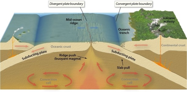 <strong>Beneath Earth's surface, where does the heat exchange occur that moves tectonic plates? </strong> A)ocean trenches B)convection cells C)subducting plate D)mid-ocean ridge E)continental crust