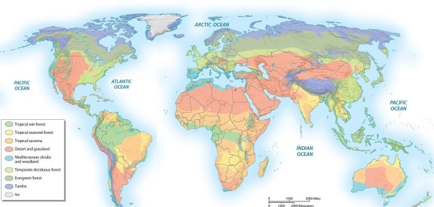 <strong>What type of bioregion is most often found along the equator? </strong> A)broadleaf or mixed broadleaf and coniferous forest B)tropical forests C)coniferous forest D)tundra E)Mediterranean woodland