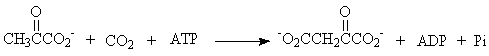 <strong>Which of the following is an example of an oxidation reaction?</strong> A) B) C) D) Ala-Ser + H<sub>2</sub>O → Ala + Ser E) None of the answers is correct.