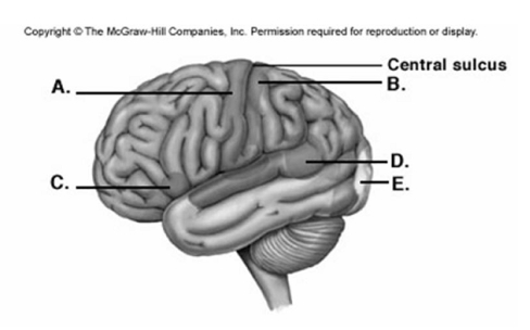   -Label area D on the cerebral cortex.