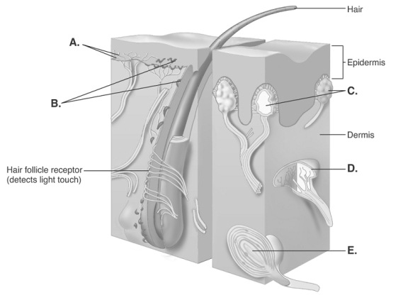   -The diagram illustrates sensory nerve endings in the skin. What structure does B represent?