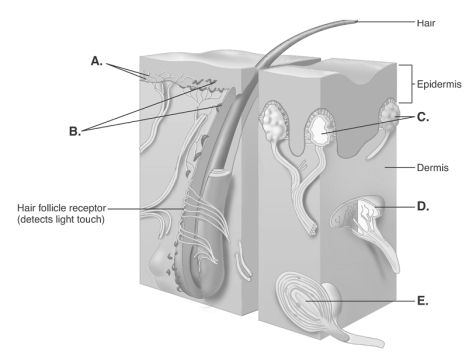 -The diagram illustrates sensory nerve endings in the skin. What is the function of C?