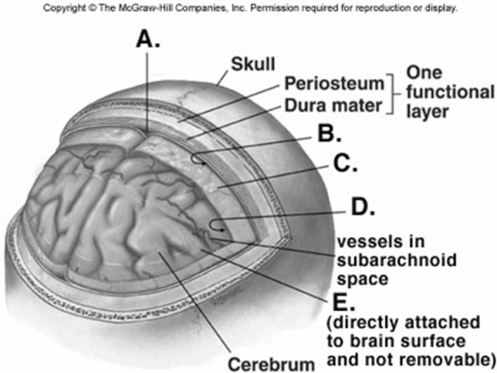 -What does C represent on the diagram of the skull and brain?