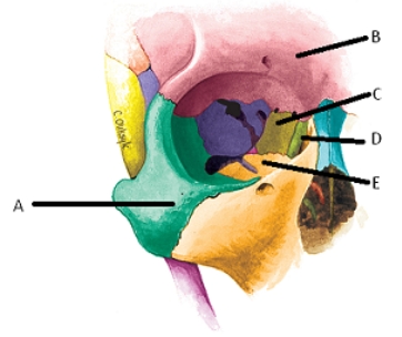 -The figure shows the bones of the right orbit. What bone does C represent?