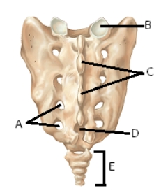 -The figure illustrates the sacrum. What structure does E represent?