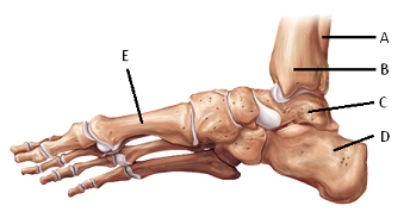 -The figure illustrates a medial view of bones of the right foot. What does A represent?