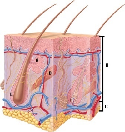 -What does structure C represent on the diagram?