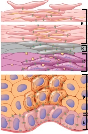 -The figure illustrates keratinization in the epidermis. What layer of the epidermis is E?