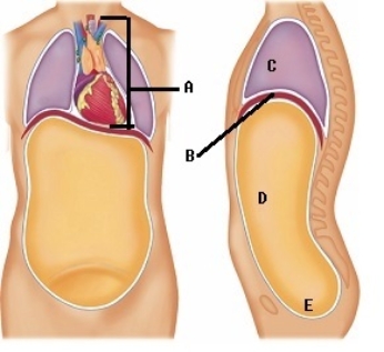 <strong> Here is a figure showing major trunk cavities and other structures. What does B represent?</strong> A) diaphragm B) mediastinum C) pelvic cavity D) thoracic cavity E) abdominal cavity