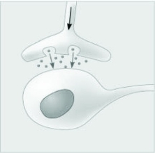 <strong> The dots in the space between the two structures in the accompanying figure represent which of the following components of a cell signaling pathway?</strong> A) receptor molecules B) second messengers C) neurotransmitters D) hormones