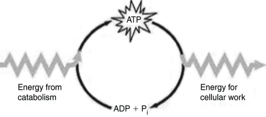 <strong> Which of the following statements best summarizes the figure above?</strong> A) Energy from catabolism can be used directly for performing cellular work. B) ADP + i are molecules that store energy for catabolism. C) ATP is a molecule that acts as an intermediary to store energy for cellular work. D) i acts as a shuttle molecule to move energy from ATP to ADP.