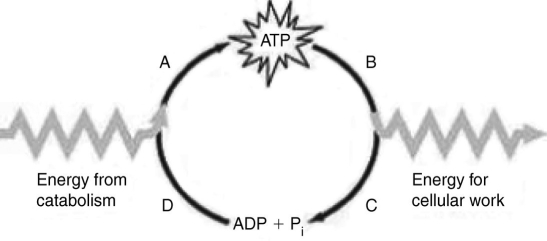 <strong> The figure presents a model of the ATP cycle in a cell. Which labeled section of the model represents the point at which ATP hydrolysis occurs?</strong> A) A B) B C) C D) D