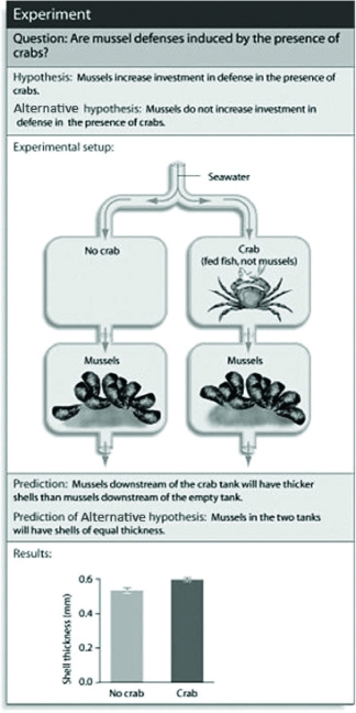 <strong>Use the figure to answer the following question. Which of the following conclusions is best supported from the experimental evidence in the figure?</strong> A) Without direct contact, mussels can sense the presence of crabs. B) Mussels can sense the presence of crabs only visually. C) Mussels are increasing their shell thickness in response to water current. D) Crabs hunt for mussels by focusing on the chemicals they emit into the water.