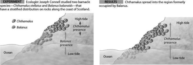 <strong>Use the figures to answer the following question. This experiment by Connell was best designed to investigate which of the following?</strong> A) character displacement in the color of barnacles B) habitat preference in two different species of barnacles C) how sea-level changes affect barnacle distribution D) competitive exclusion and distribution of barnacle species