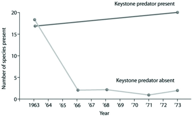 <strong>Use the graph to answer the following question. Which of the following is the best conclusion about the effect of a keystone species, based on the graphed data?</strong> A) A keystone species has little interaction with other species in an environment. B) Removing a keystone species from the community drastically reduces species richness. C) Adding a keystone species to the community will make it more diverse. D) Removing a keystone species from the community will eventually allow for the invasion of a new species.