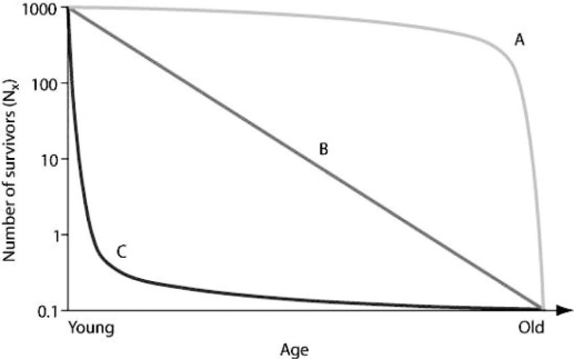 <strong>Use the graph to answer the following question. Which survivorship curve most closely models a population of mice in which females consistently give birth to a large number of offspring, and the mortality rate of the offspring is fairly regular during each year of their lives, regardless of their age?</strong> A) curve A B) curve B C) curve C D) curves A or C