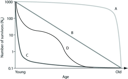 <strong>Use the graph to answer the following question. In the figure, which of the following survivorship curves is most consistent with humans who are living in developed countries where most of the population has consistent access to resources such as food, water, shelter and health care?</strong> A) curve A B) curve B C) curve C D) curve D
