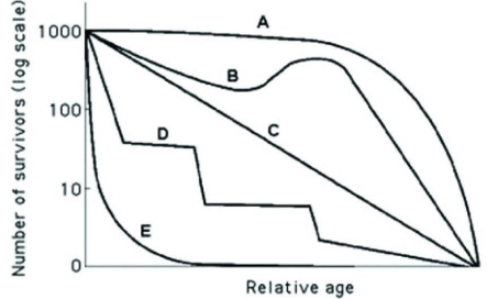 <strong>Use the hypothetical or idealized survivorship curves in the figure to answer the following question. Which of the following curves describes survivorship that is most typical in marine fish or mollusks?</strong> A) A B) B C) C D) E
